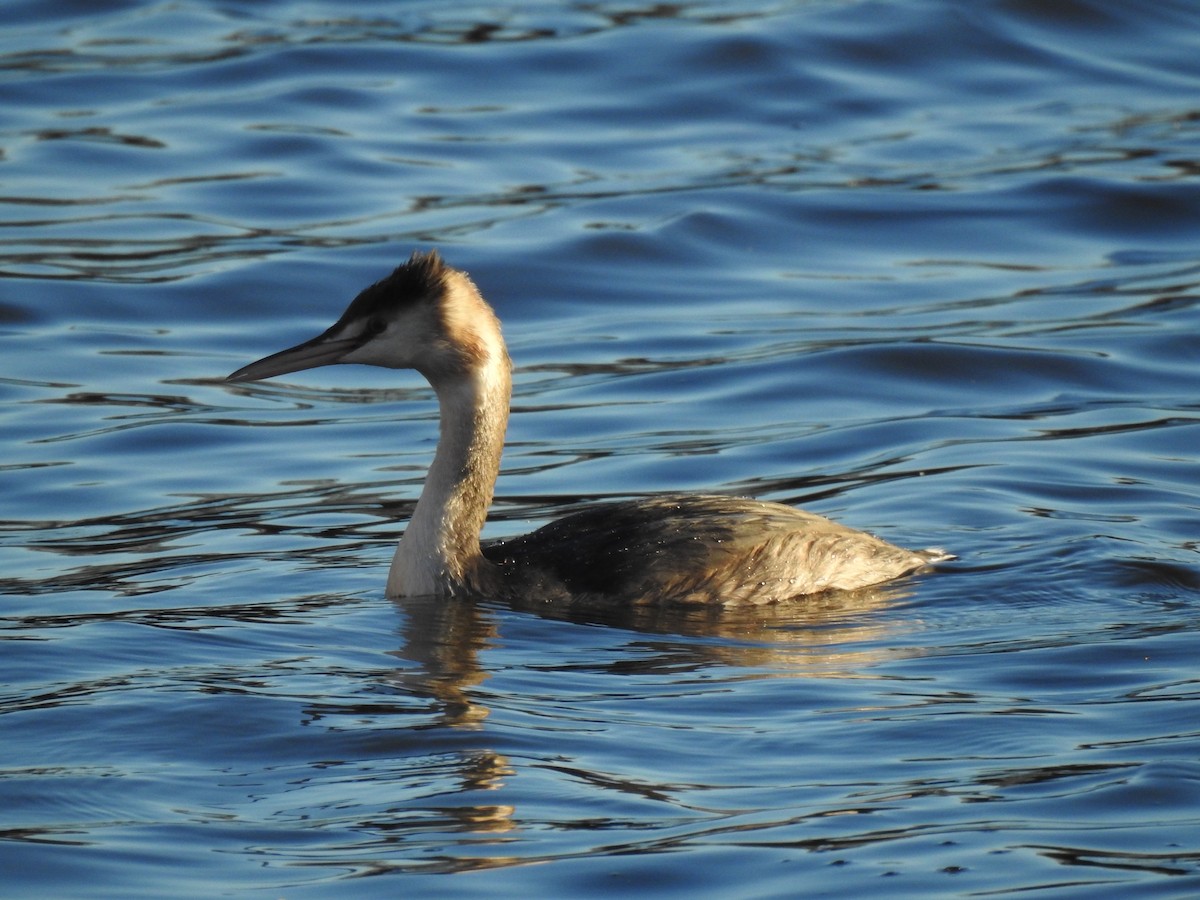 Great Crested Grebe - ML644368027