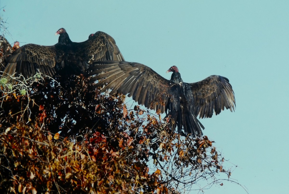 Turkey Vulture (Northern) - ML644368029