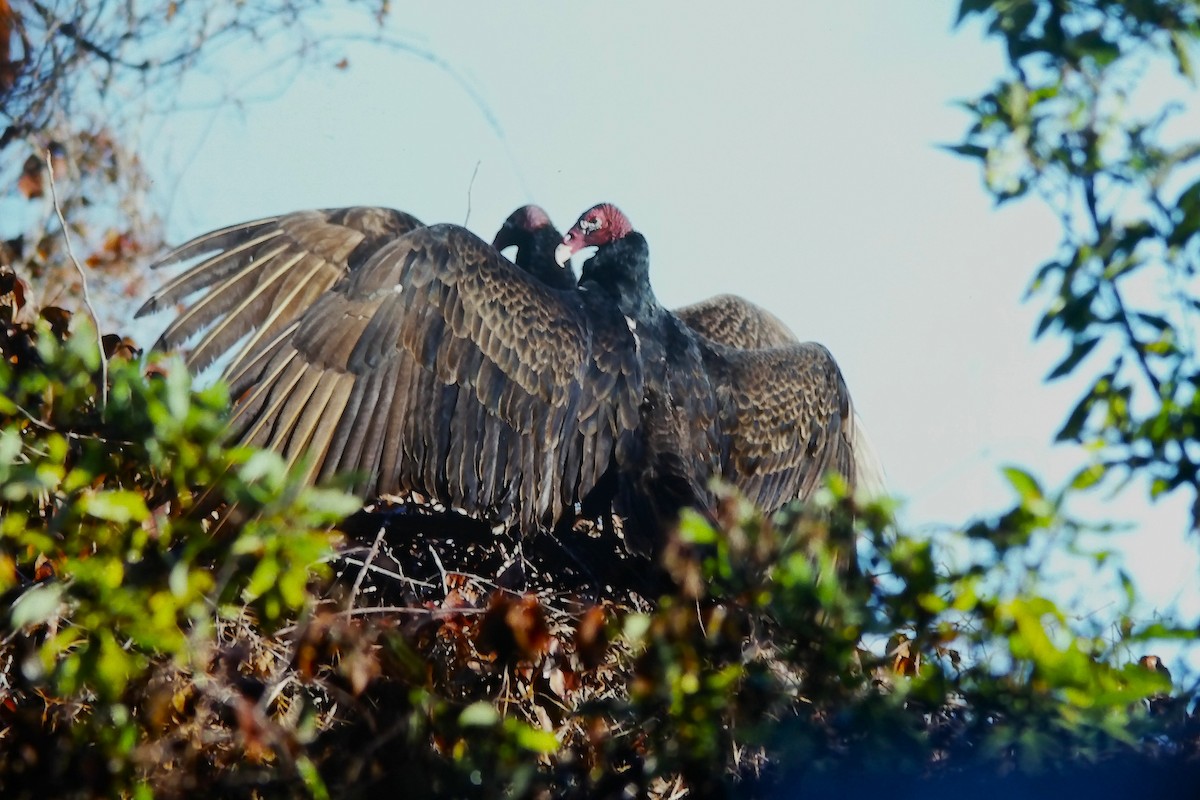 Turkey Vulture (Northern) - ML644368030