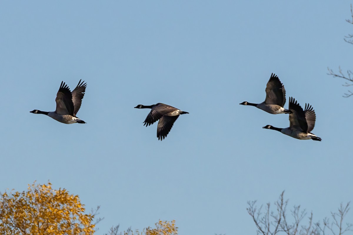 Canada Goose (canadensis Group) - ML644368032