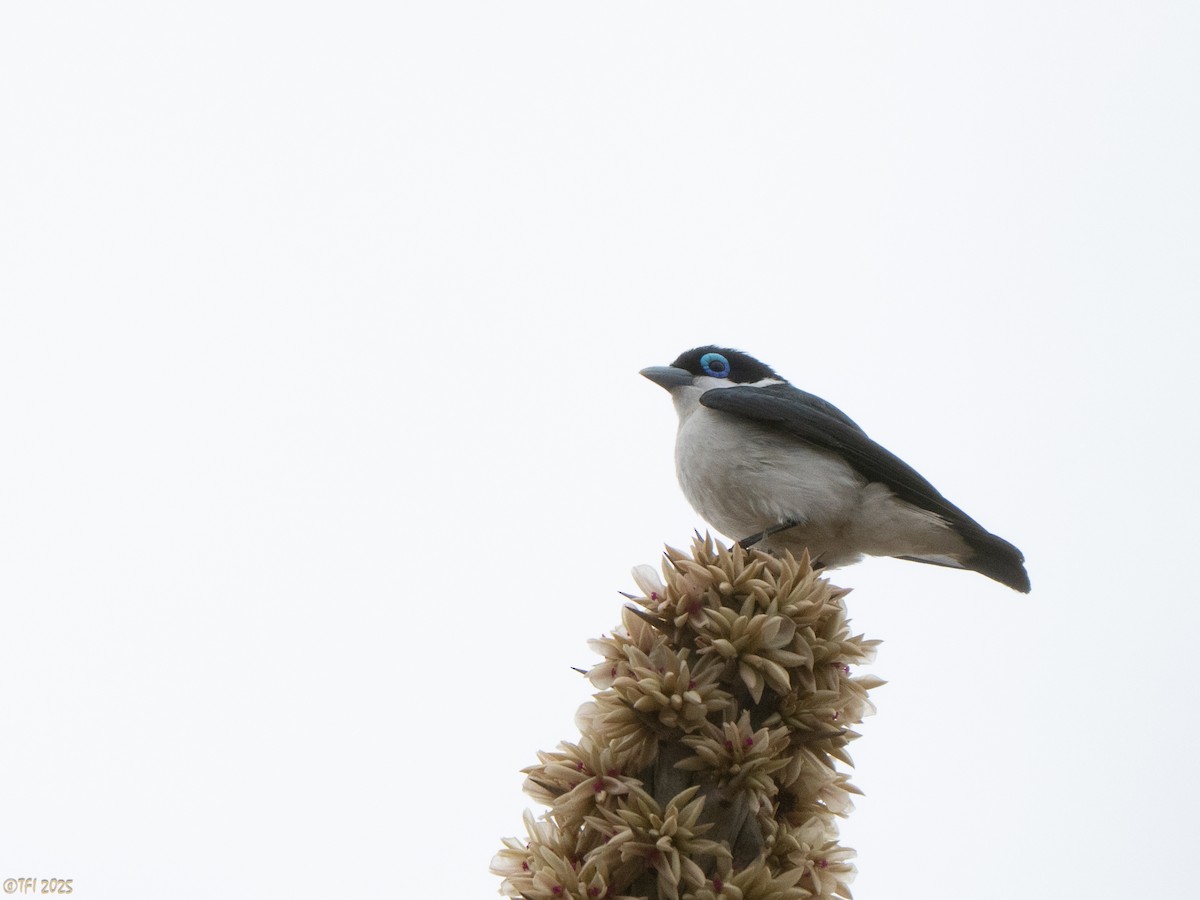 Artamie chabert - ML644368035