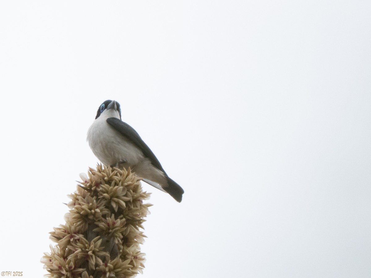 Artamie chabert - ML644368036