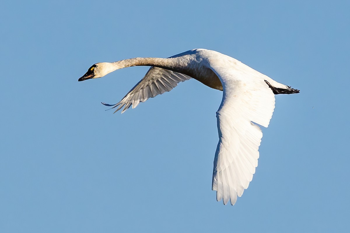 Tundra Swan - ML644368040