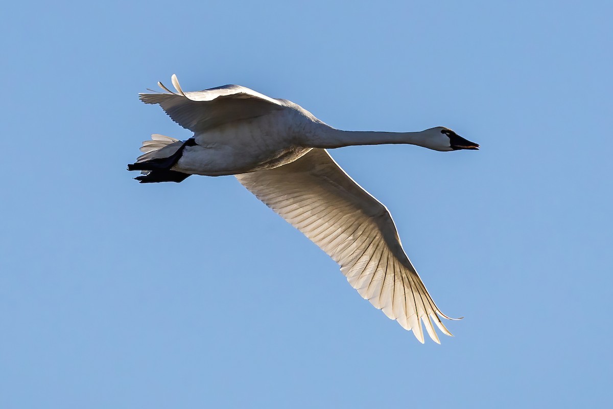 Tundra Swan - ML644368041