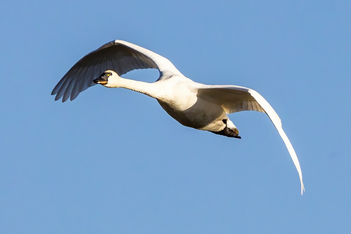 Tundra Swan - ML644368042
