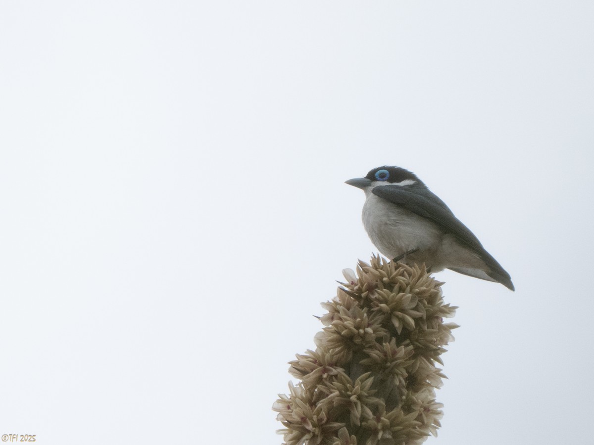 Artamie chabert - ML644368043