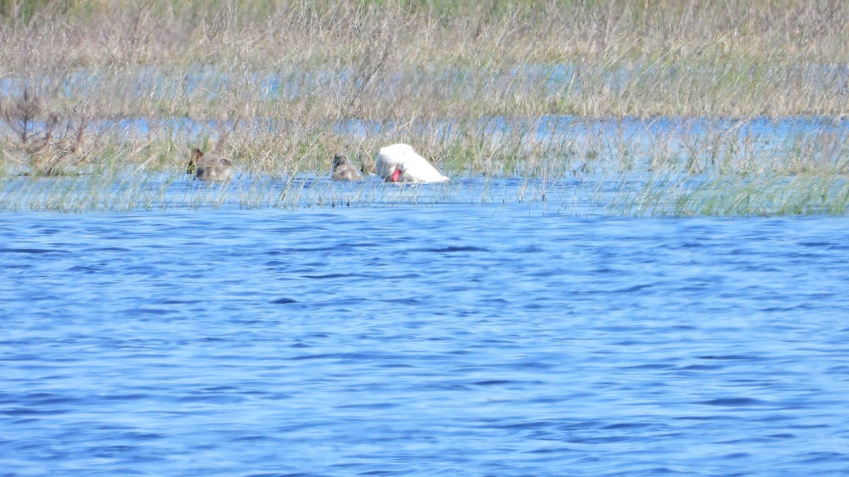 Coscoroba Swan - Hugo Valderrey