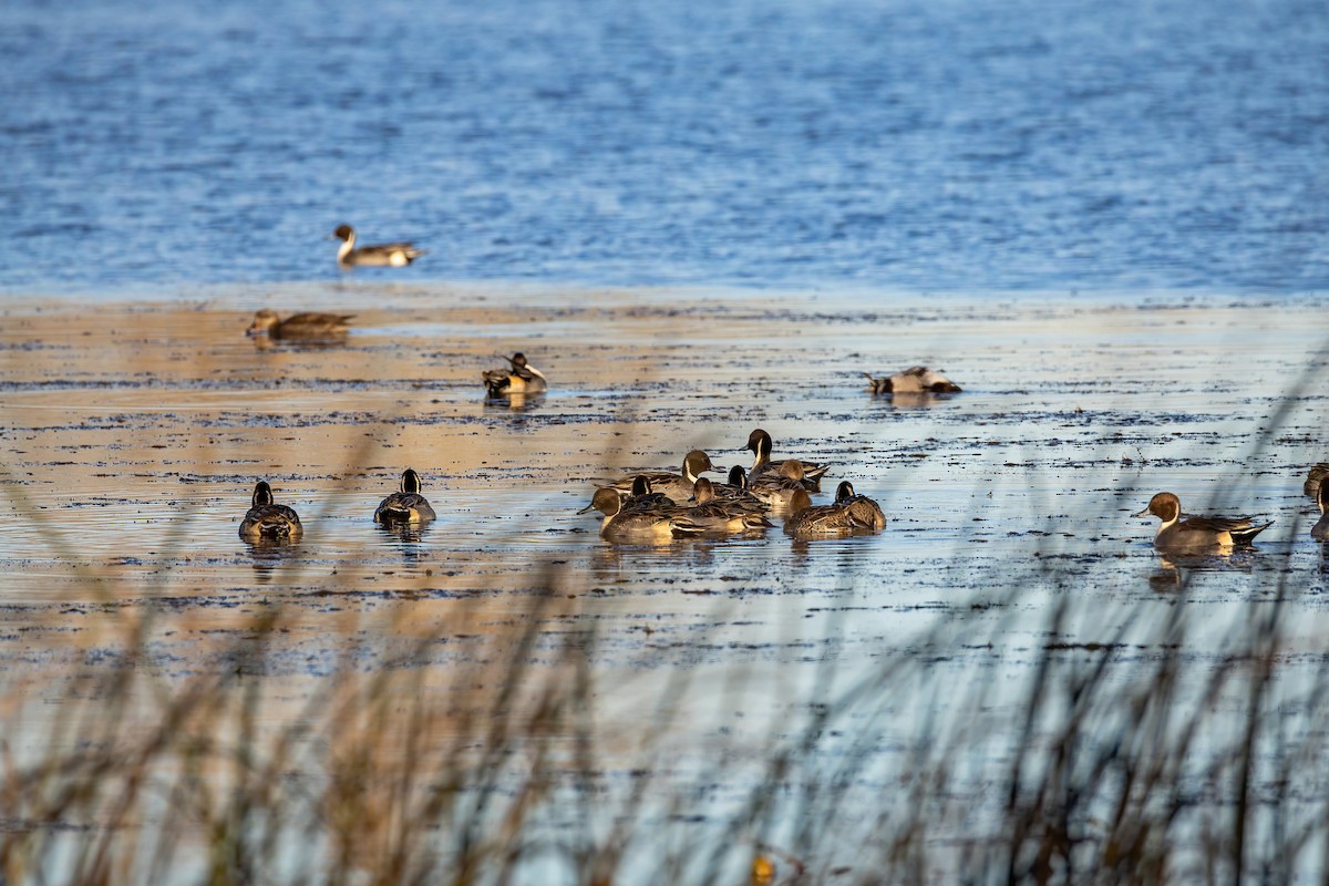 Northern Pintail - ML644368047