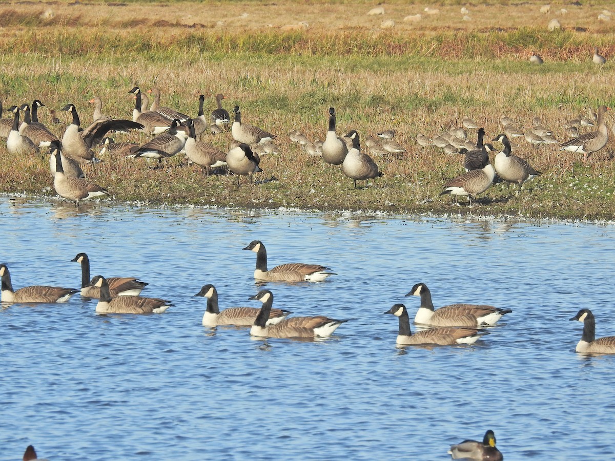 Canada Goose - ML644368048