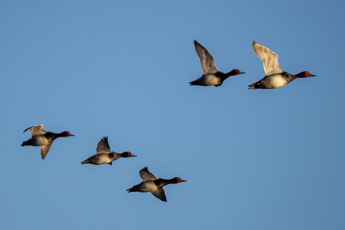 Redhead - ML644368054