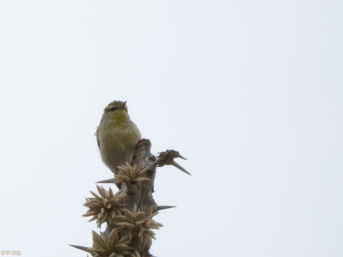 Ереса смугастогорла - ML644368060
