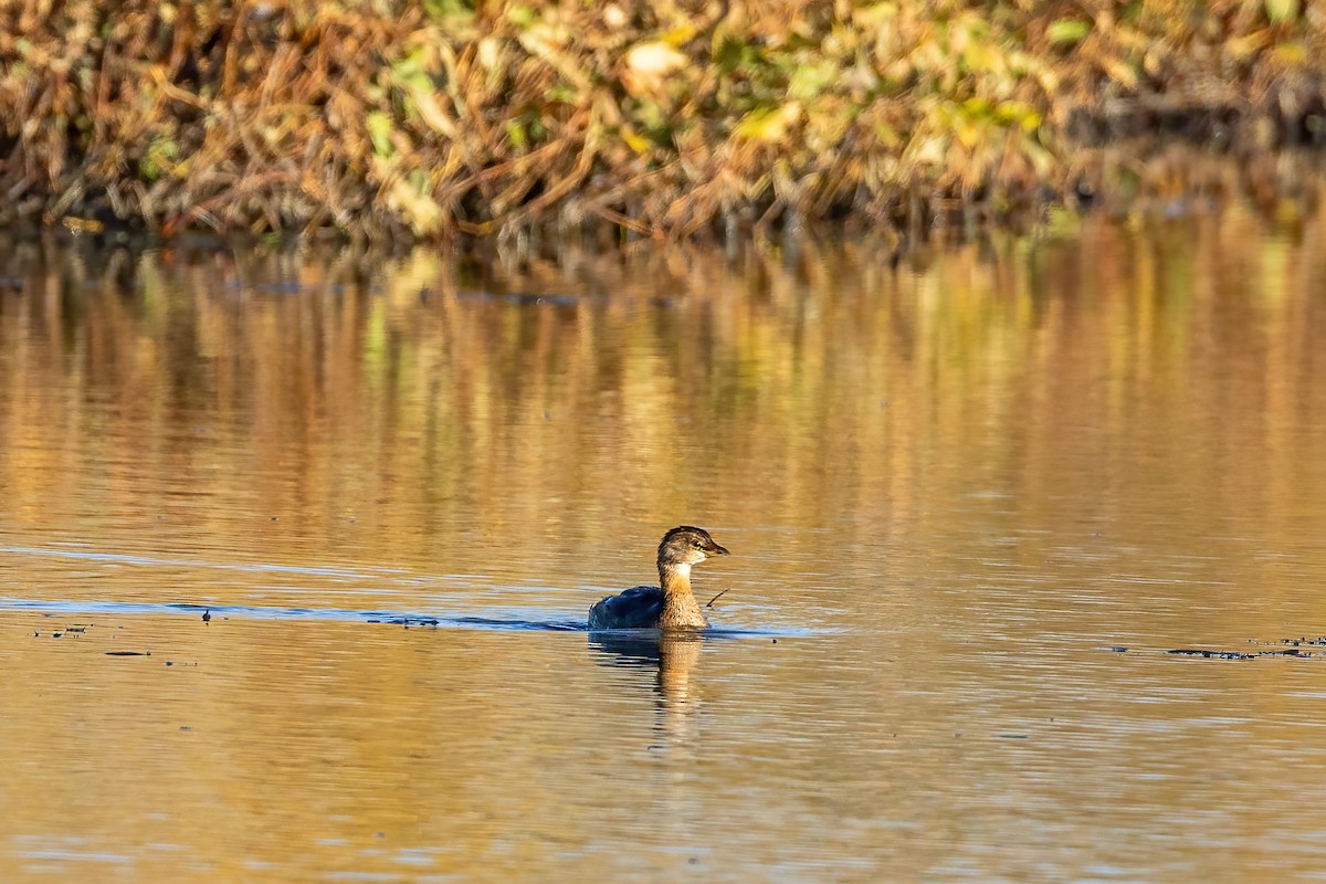 Pied-billed Grebe - ML644368061