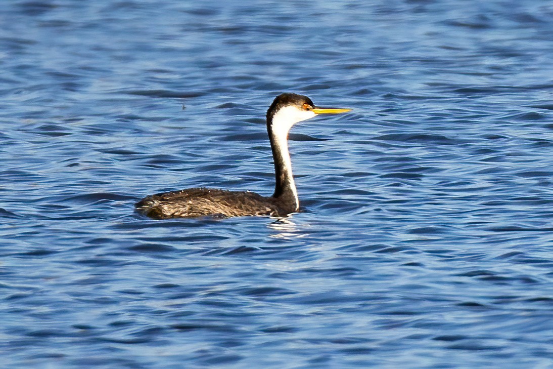 Western Grebe - ML644368066