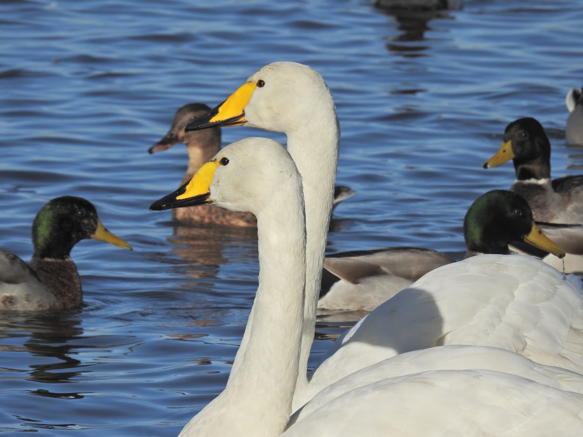 Whooper Swan - ML644368067