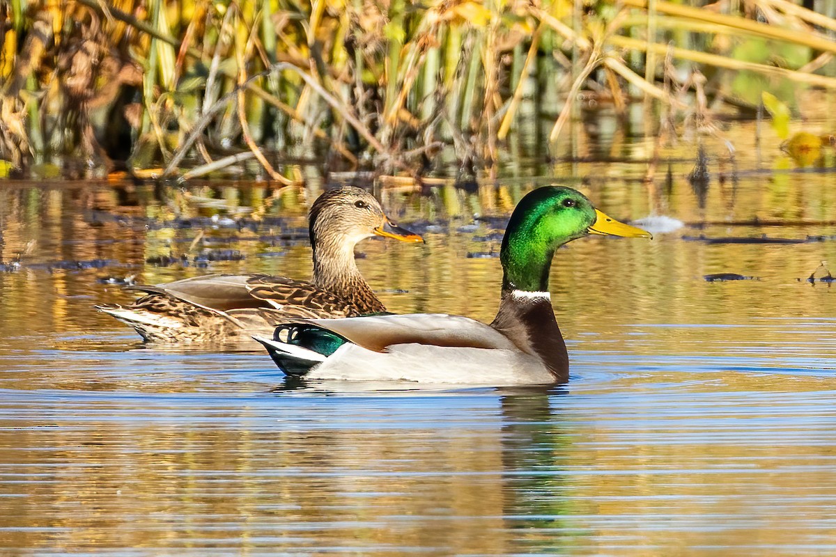 Mallard - ML644368073