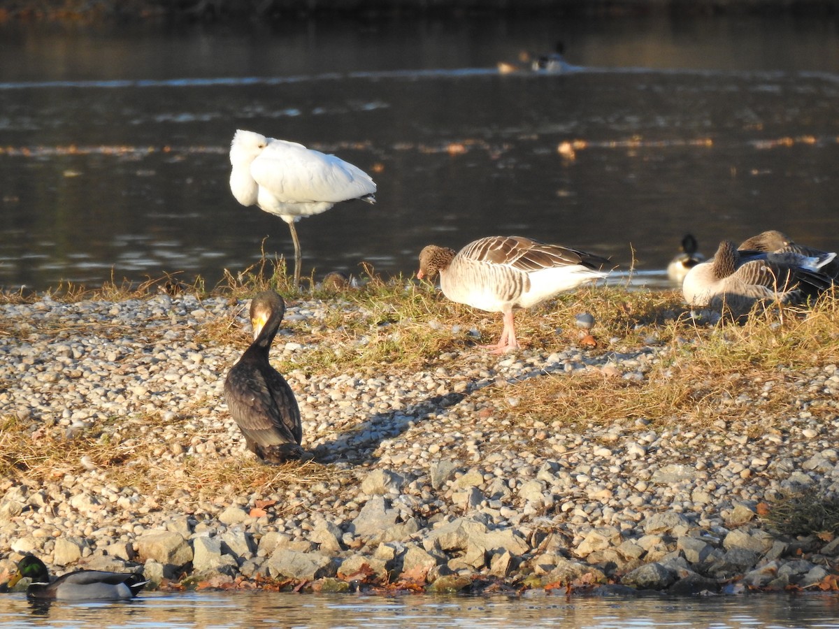 Eurasian Spoonbill - ML644368075
