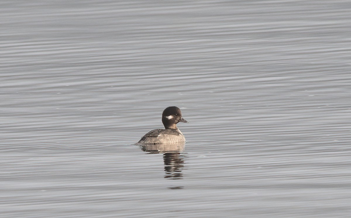 Bufflehead - ML644368076