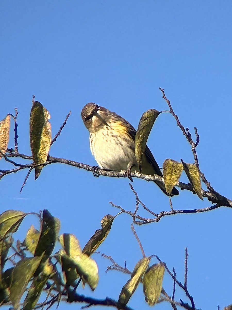Yellow-rumped Warbler (Myrtle) - Anonymous