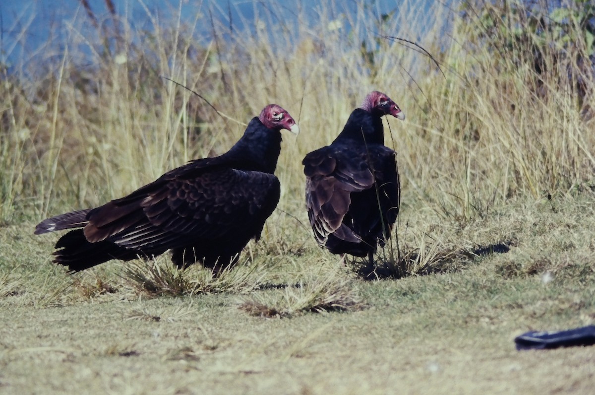 Turkey Vulture (Northern) - ML644368085