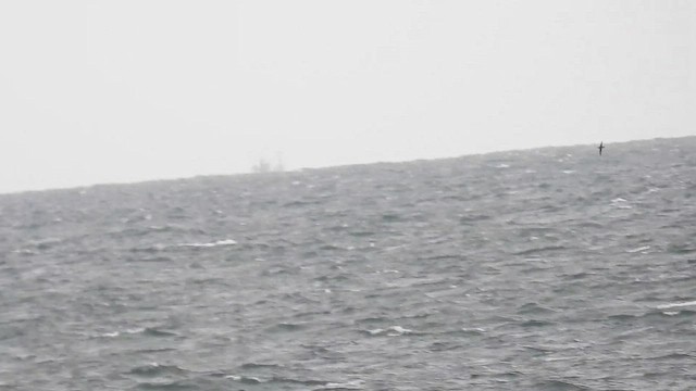 Manx Shearwater - ML644368086