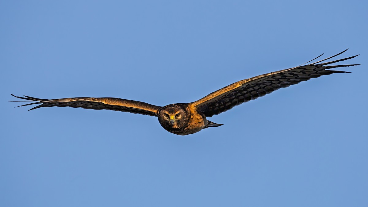 Northern Harrier - ML644368091