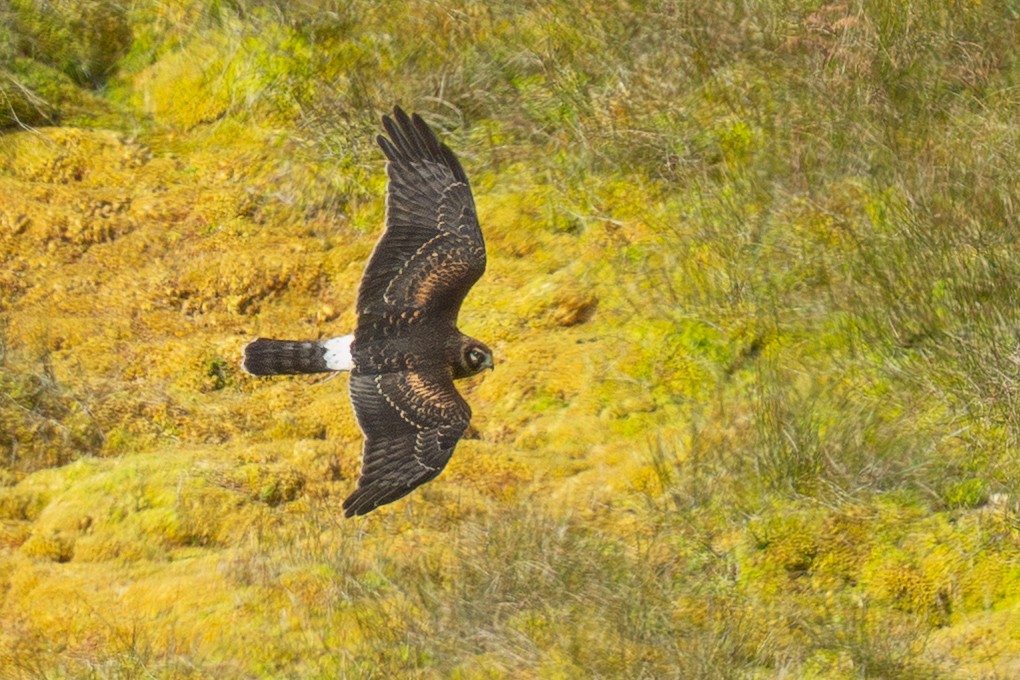Northern Harrier - ML644368092