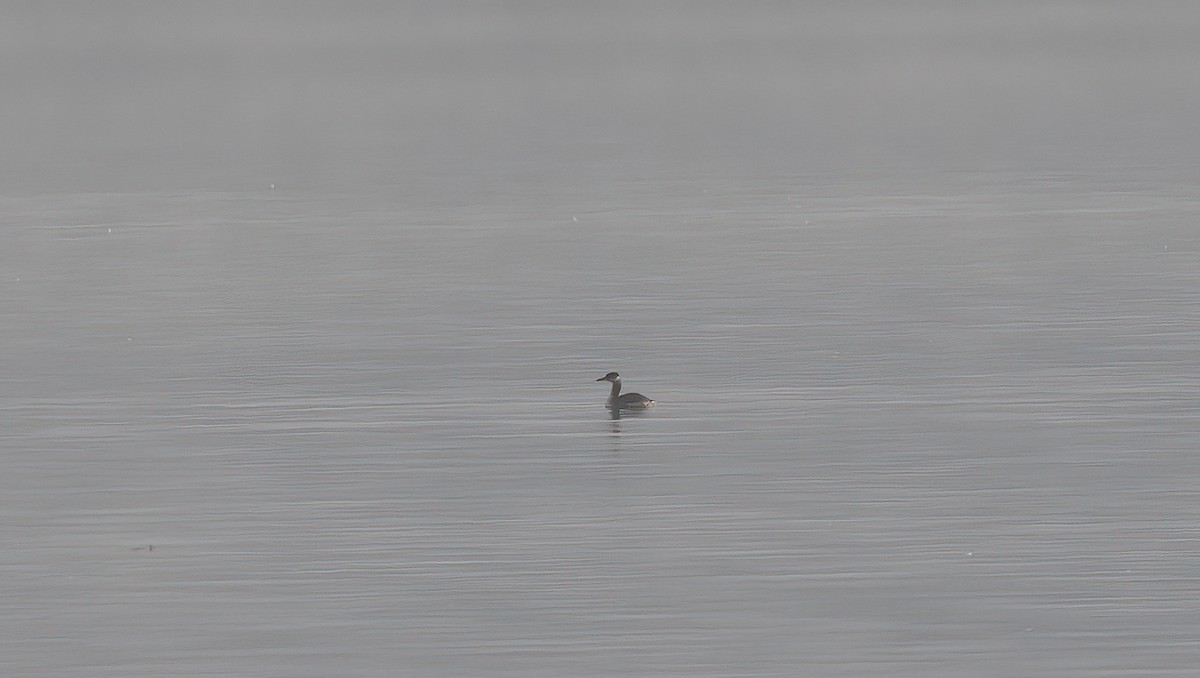 Red-necked Grebe - ML644368095