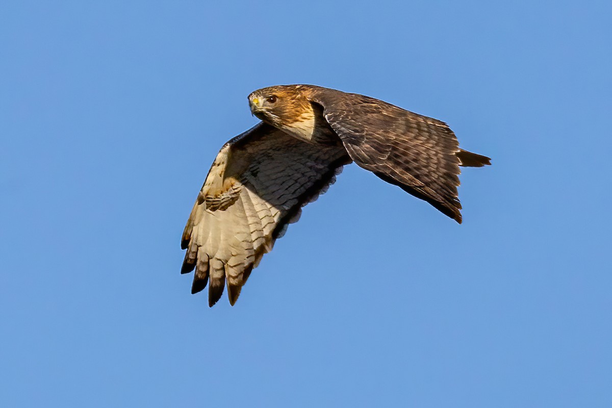Red-tailed Hawk - ML644368096