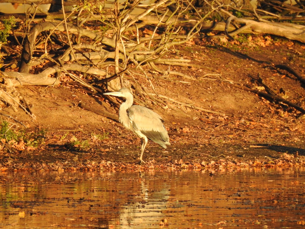 Gray Heron - ML644368100