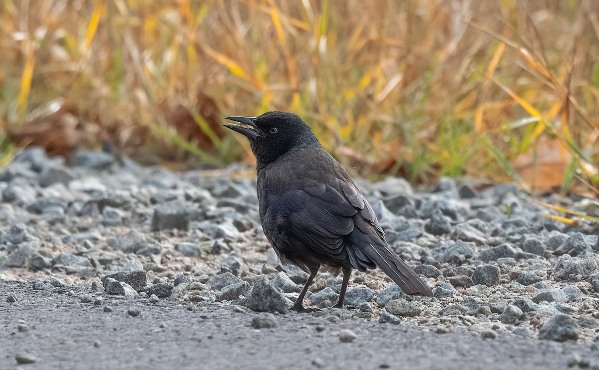 Quiscale bronzé - ML644368104