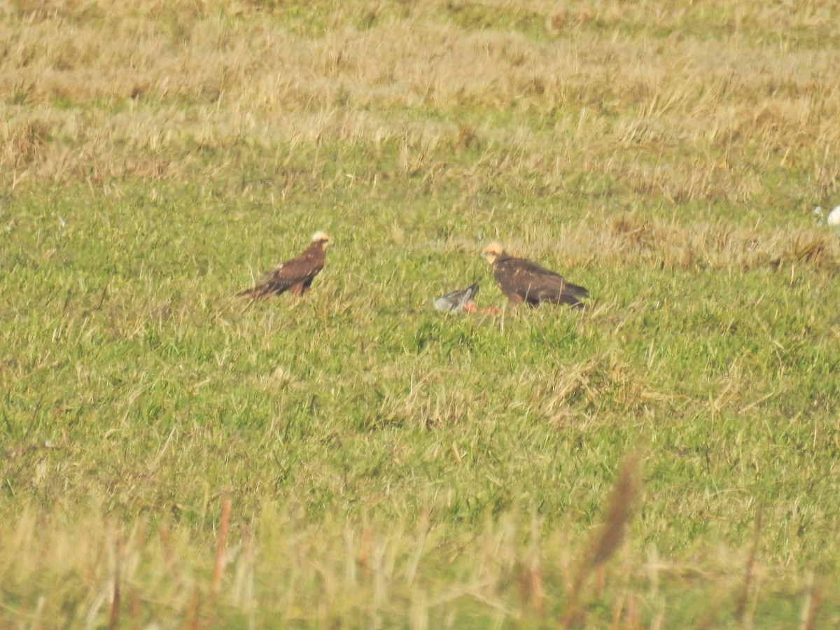 Western Marsh Harrier - ML644368105