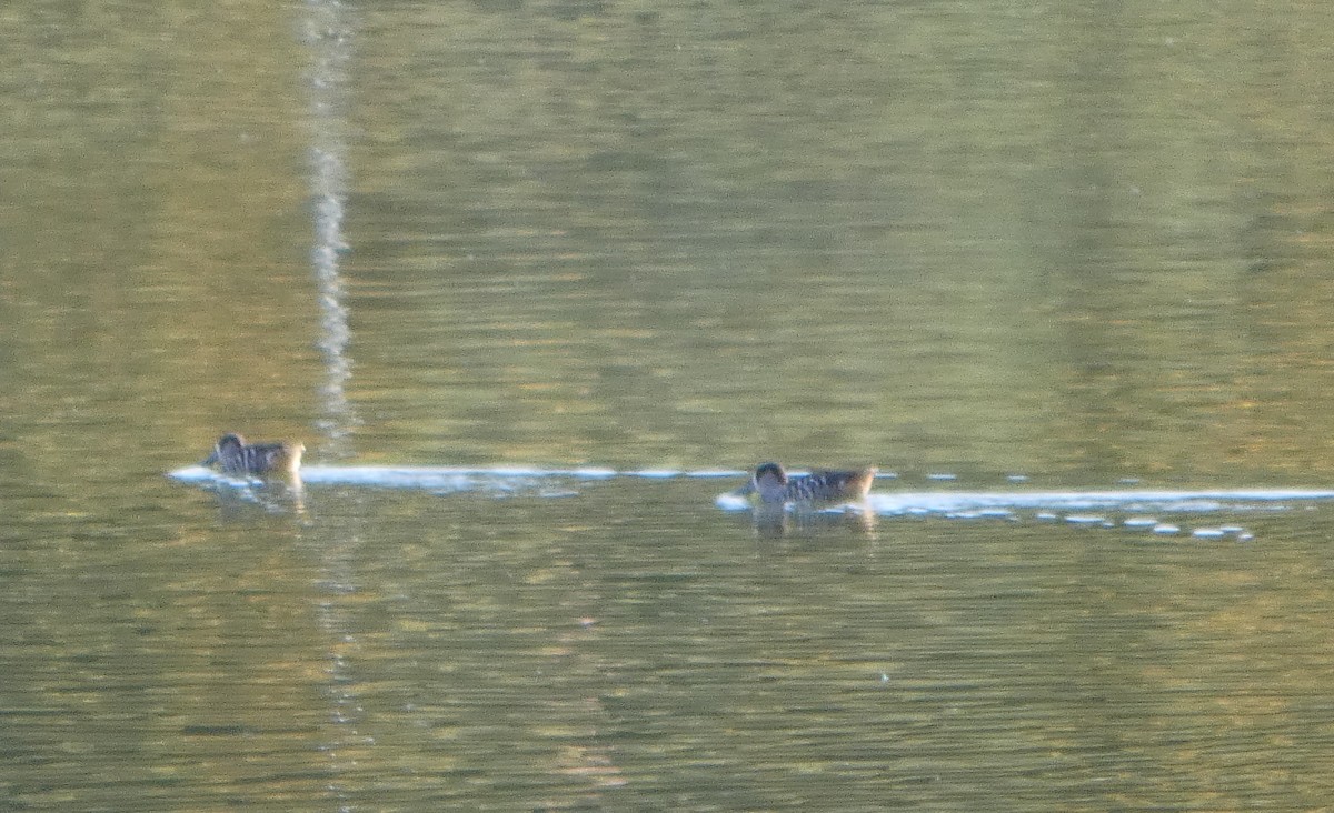 leppeand - ML644368109