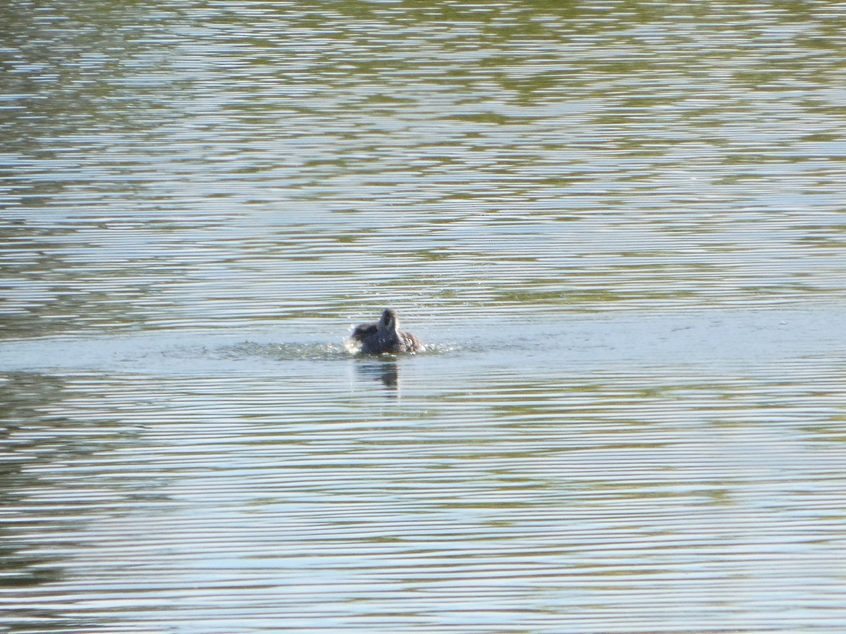 leppeand - ML644368110