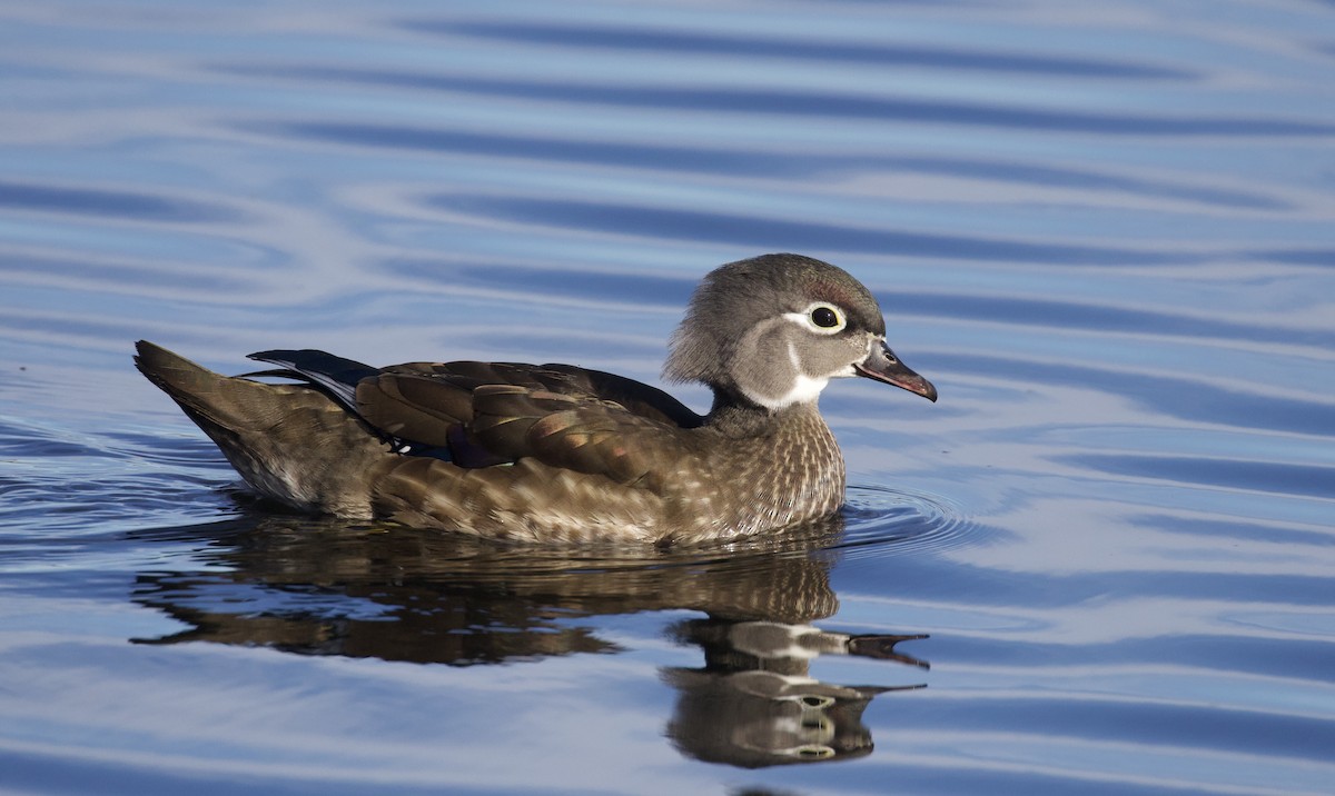 brudeand - ML644368118