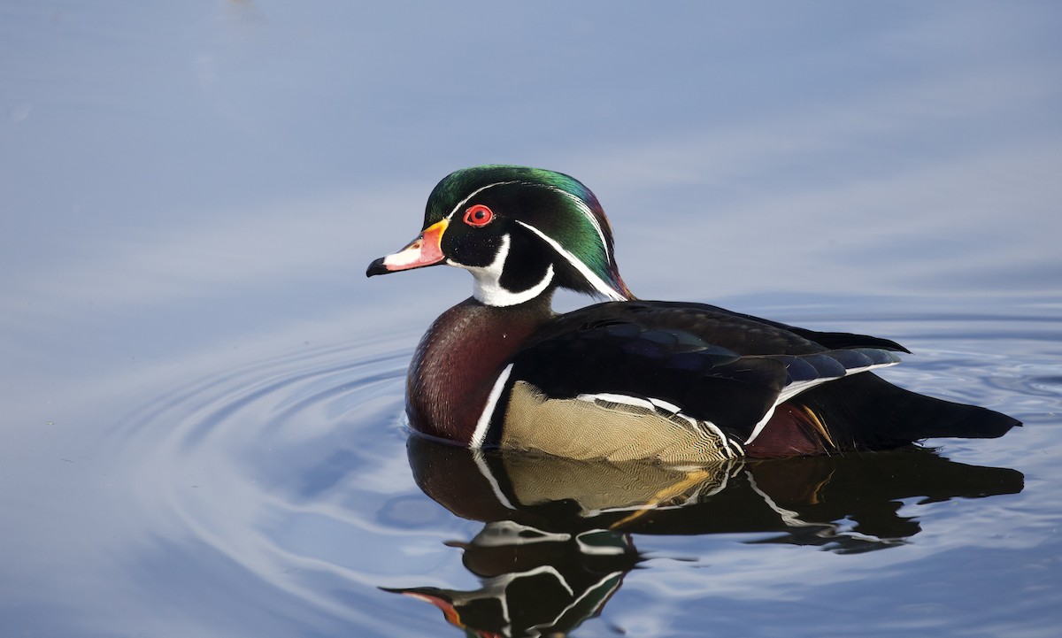 brudeand - ML644368119