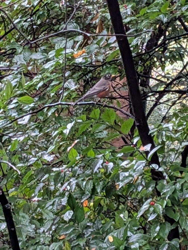 Wanderdrossel - ML644368129