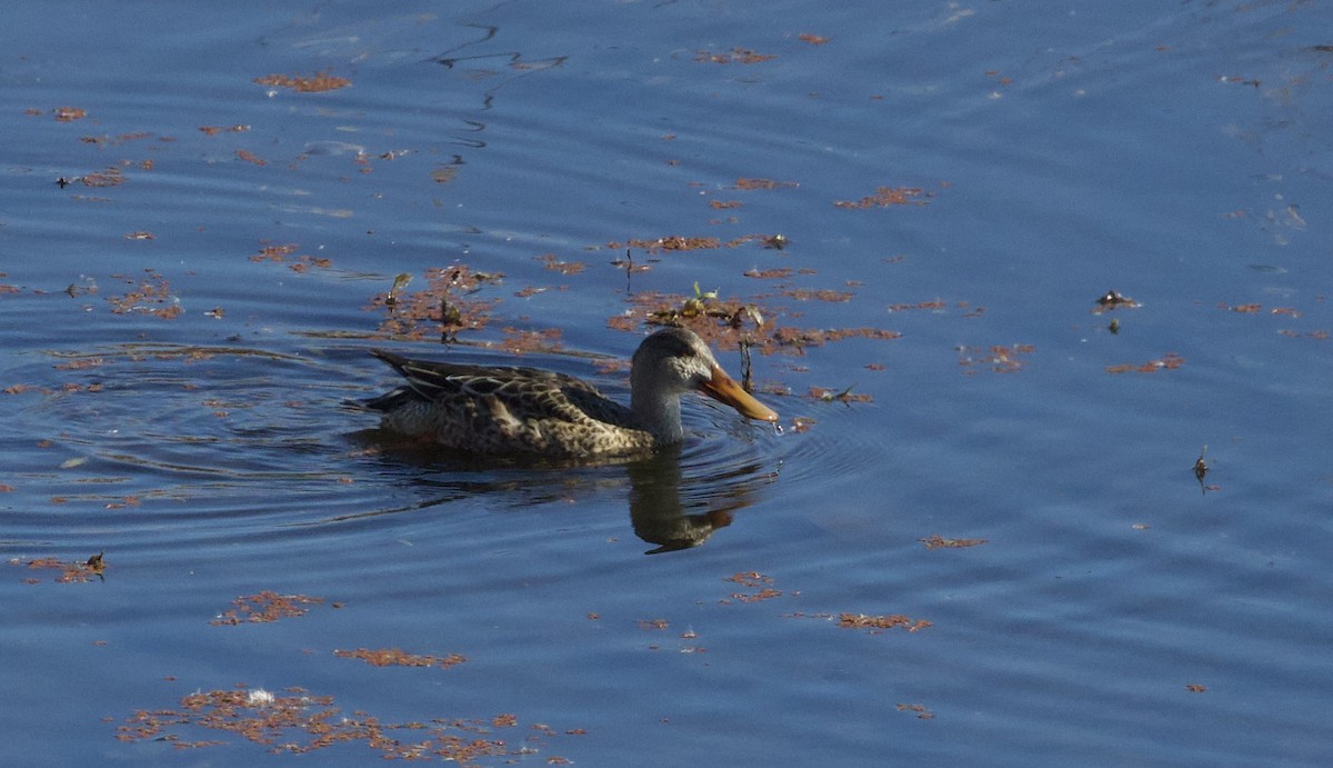 skjeand - ML644368131