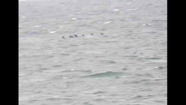 Common Scoter - ML644368143