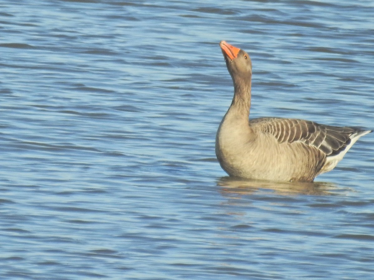 Серый гусь - ML644368144