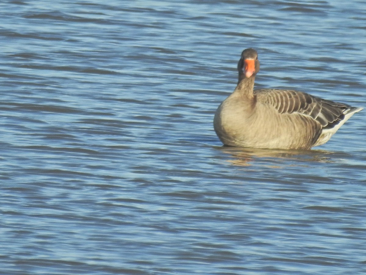 Серый гусь - ML644368145