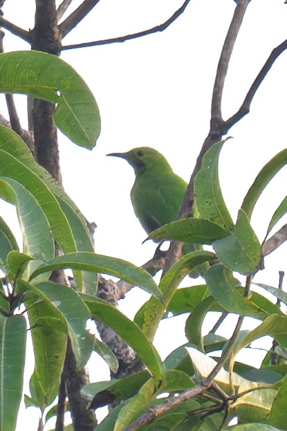 Jerdon's Leafbird - ML644368146