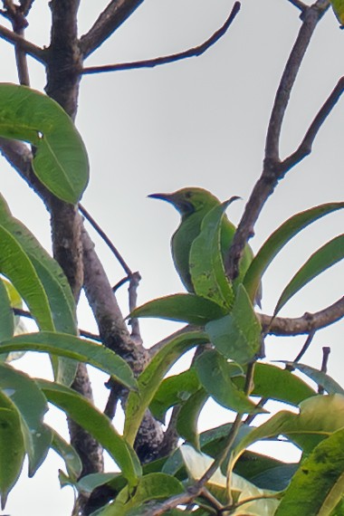 Jerdon's Leafbird - ML644368147