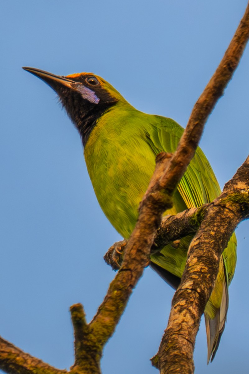Golden-fronted Leafbird - ML644368163
