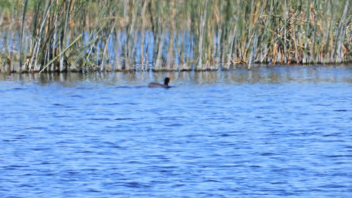 Foulque à jarretières - ML644368167