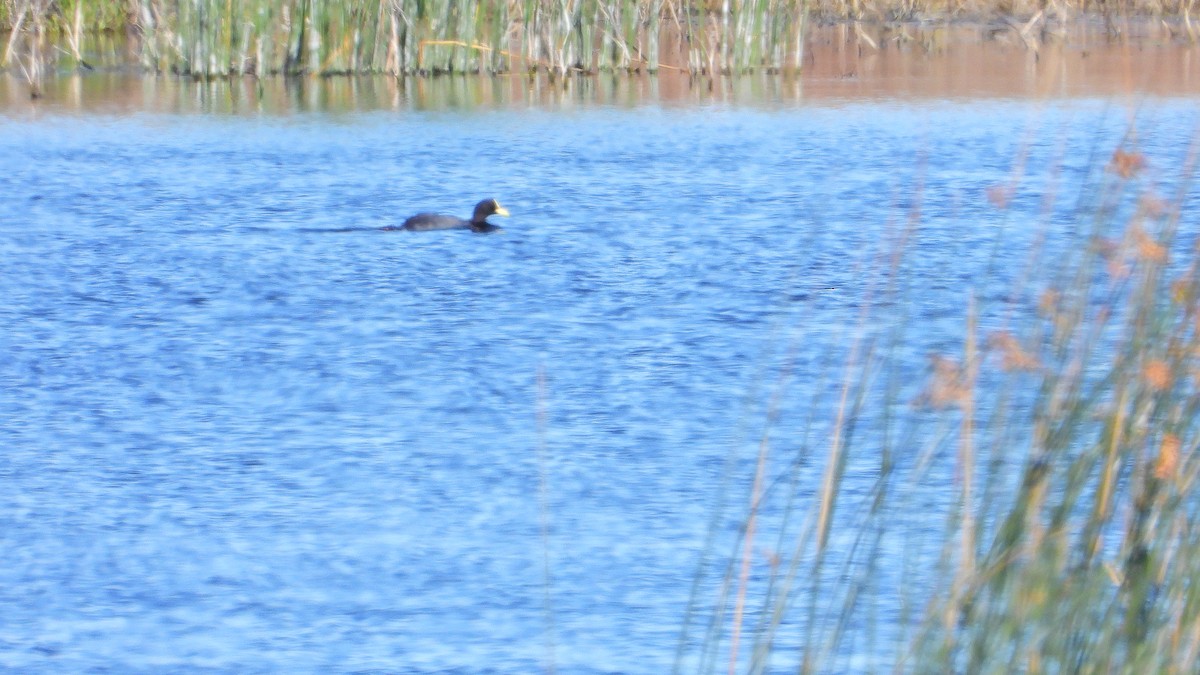 Foulque à jarretières - ML644368168