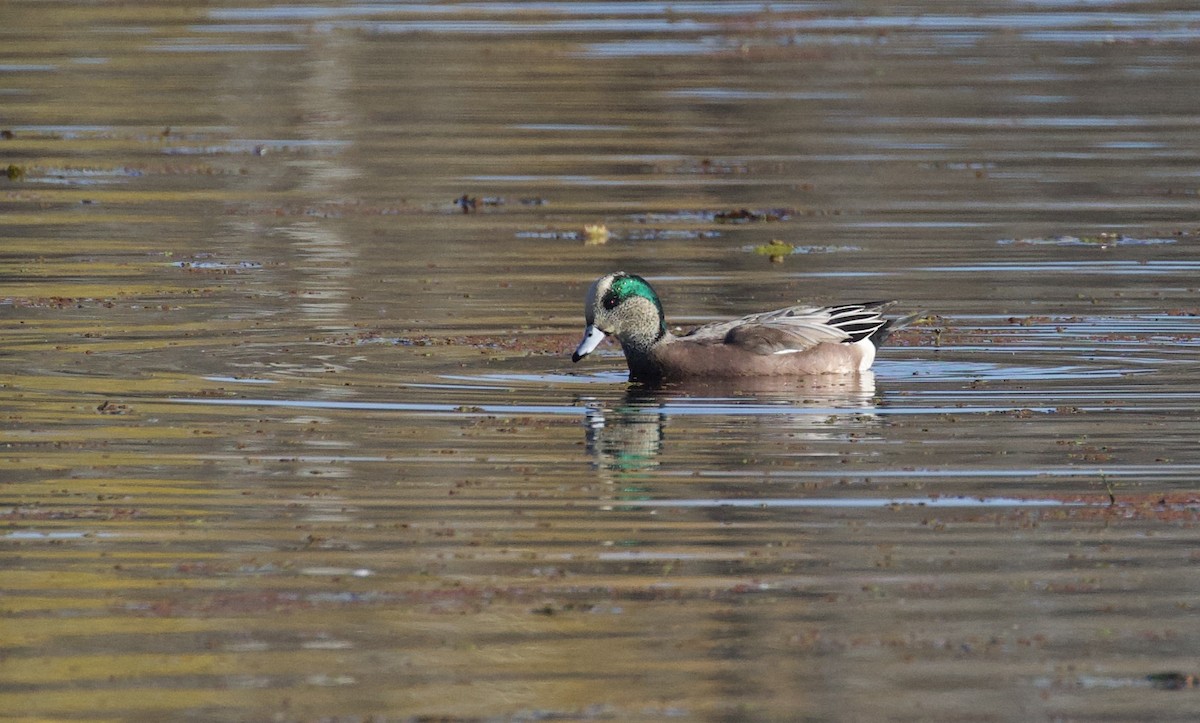 amerikablesand - ML644368196