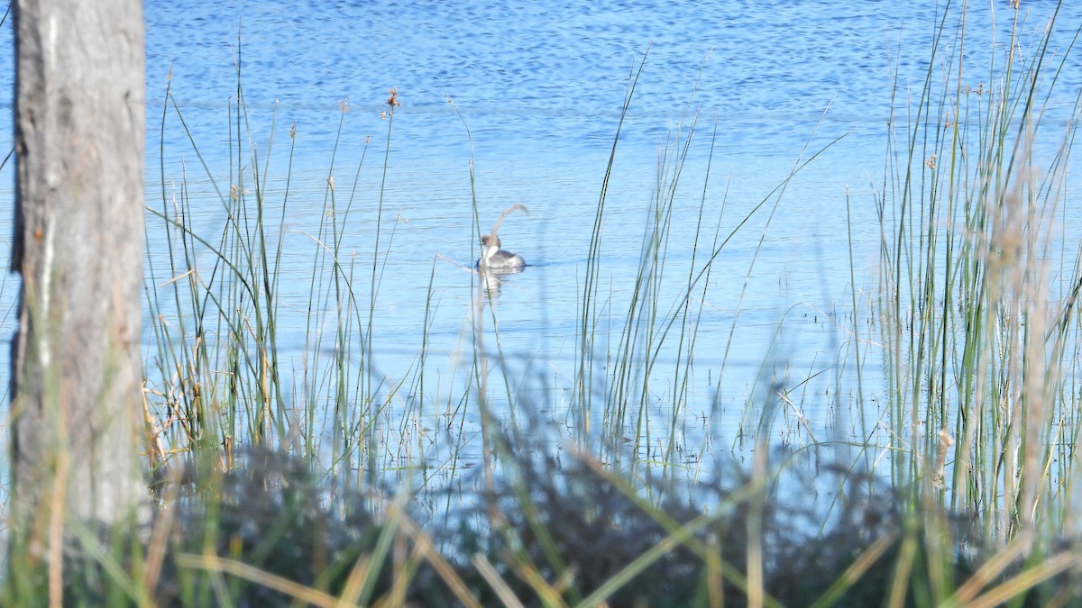 Silvery Grebe - ML644368198