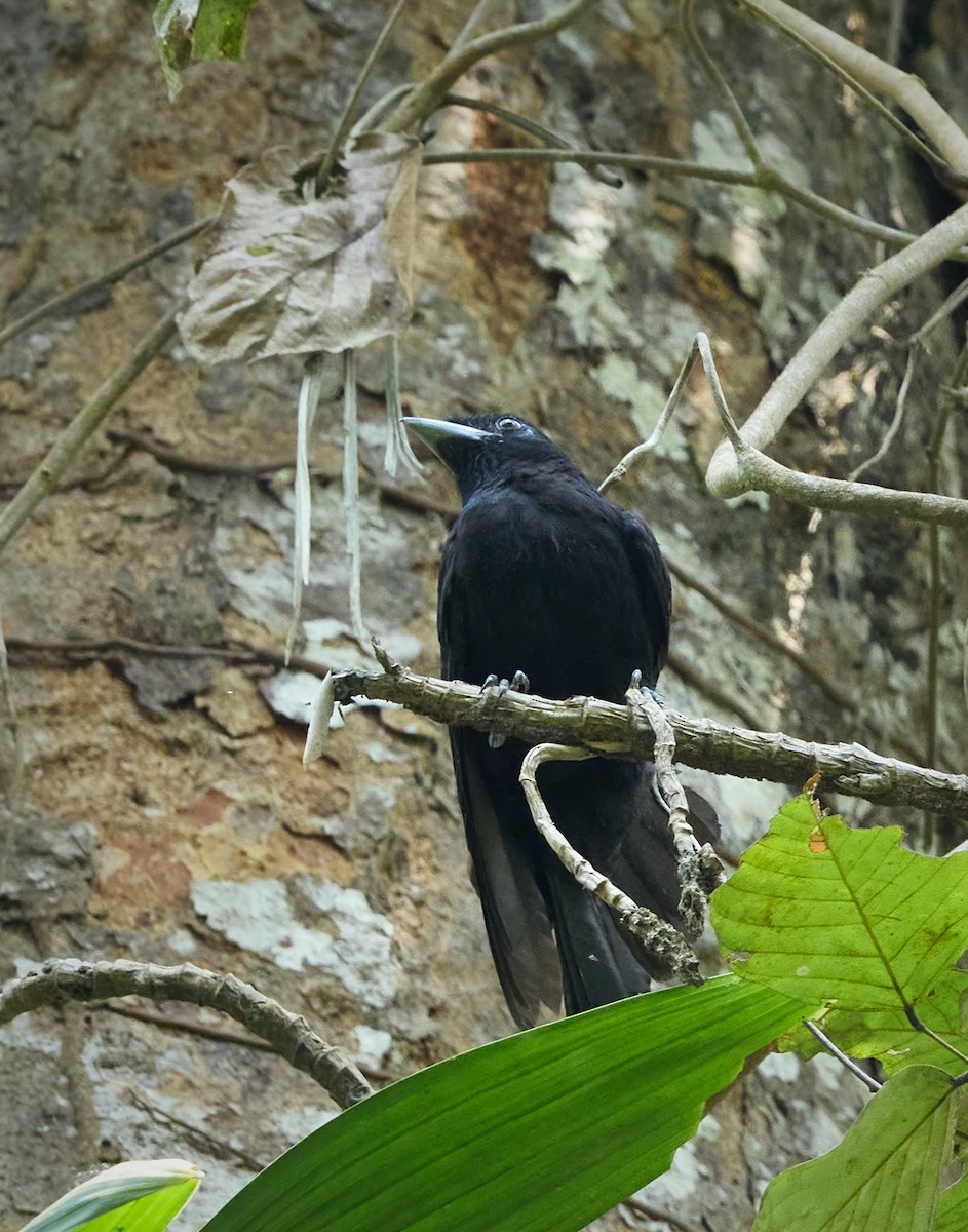 Purple-throated Fruitcrow - ML644368208