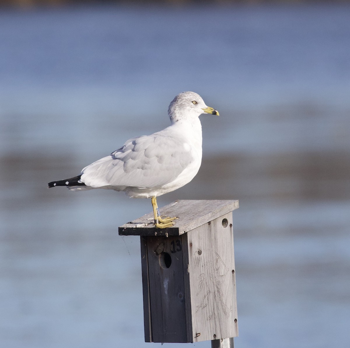 ringnebbmåke - ML644368210