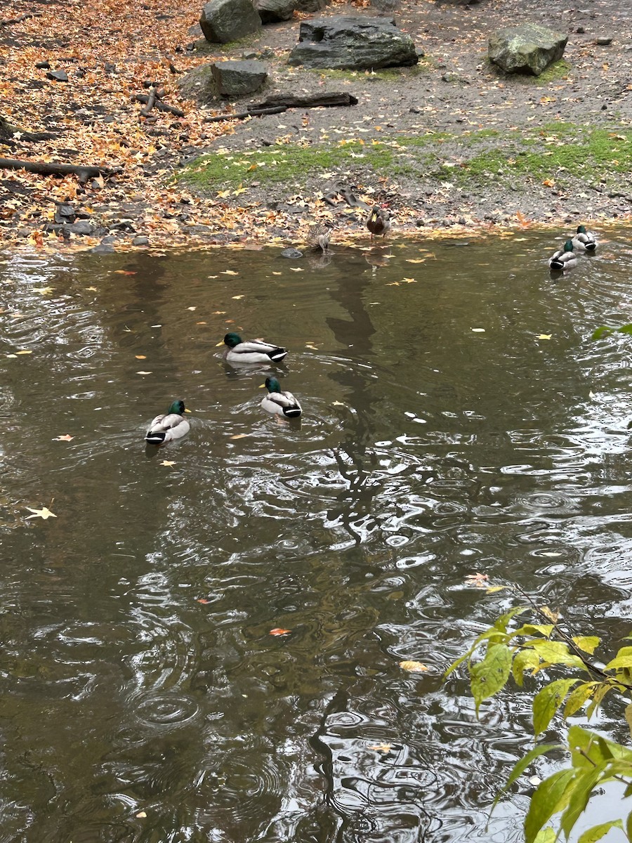 Stockente - ML644368216